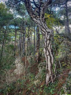 Randonnée à Saint-Guilhem-le-Désert – Du château du Géant au Roc de la Vigne