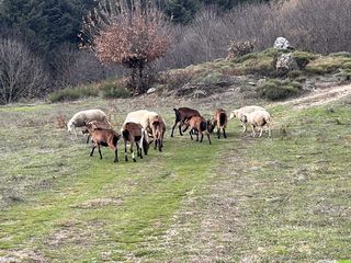 Randonnée sportive sur le sentier des Banissous depuis Compeyre