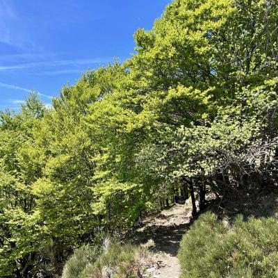 Occitanie Trekking Gard Sentier 4000 Marches Valleraugue Mont Aigoual 77