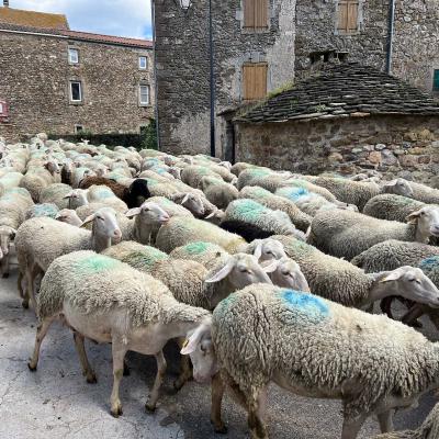 Occitanie Rando Herault Haut Languedoc Grp Entre Deux Lacs Avene Salagou 3 Jours 175