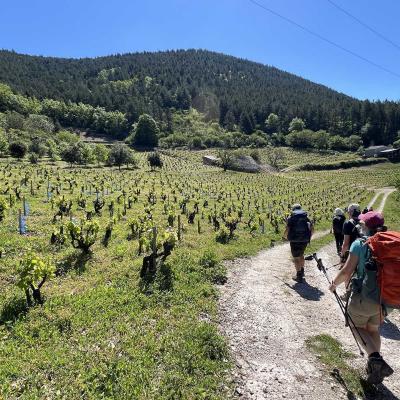 Occitanie Rando Herault Haut Languedoc Grp Entre Deux Lacs Avene Salagou 3 Jours 240