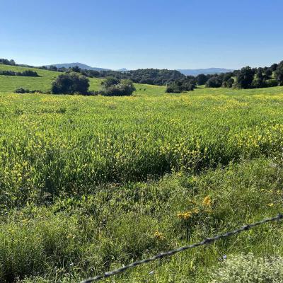 Occitanie Rando Herault Haut Languedoc Grp Entre Deux Lacs Avene Salagou 3 Jours 277