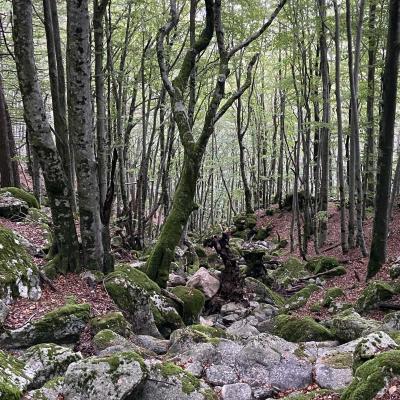 Occitanie Rando Randonnee Gard Mont Aigoual Cevennes 100