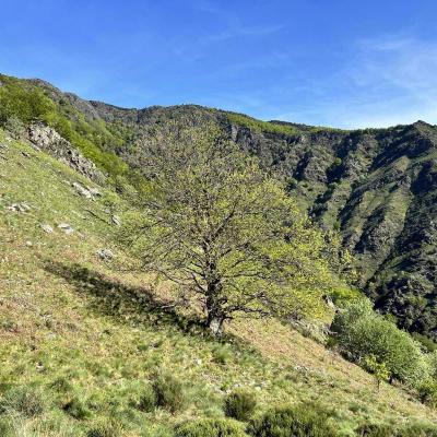 Occitanie Trekking Gard Sentier 4000 Marches Valleraugue Mont Aigoual 46