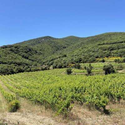 Occitanie Rando Tour Haut Languedoc Vignobles 78