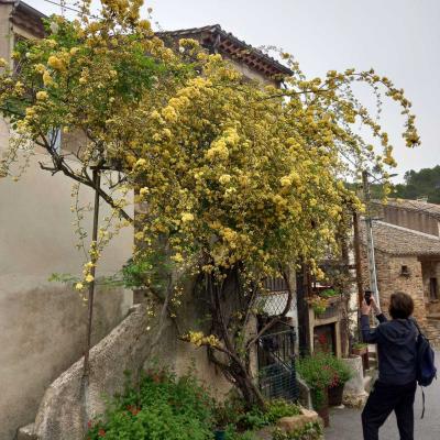 Occitanie Rando Herault Rando Pedestre Tourelles Aux Meules Nebian 136