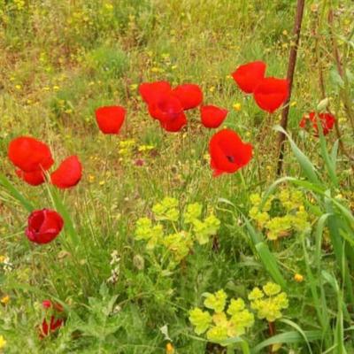 Occitanie Rando Herault Rando Pedestre Tourelles Aux Meules Nebian 137