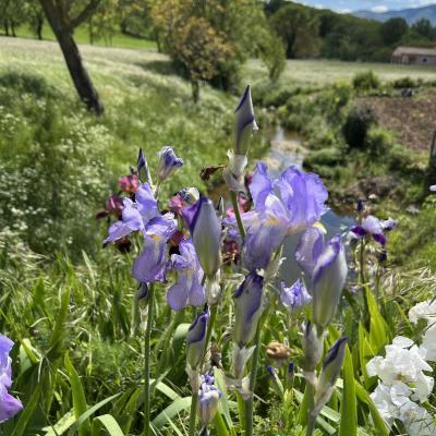Occitanie Rando Herault Haut Languedoc Grp Entre Deux Lacs Avene Salagou 3 Jours 184