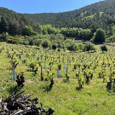Occitanie Rando Herault Haut Languedoc Grp Entre Deux Lacs Avene Salagou 3 Jours 239