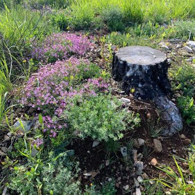 Occitanie Rando Herault Haut Languedoc Grp Entre Deux Lacs Avene Salagou 3 Jours 382