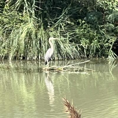 Occitanie Rando Randonnee Herault Agde Canal Midi Verdisse Fleuve Herault 20