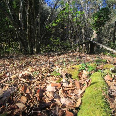 Occitanie Rando Randonnee Herault Camplong Arboretum Espaze 01
