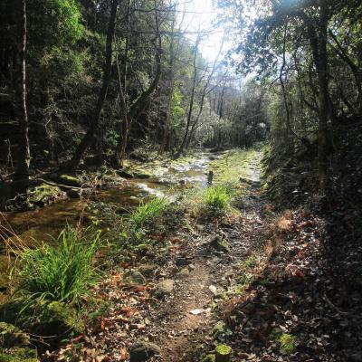Occitanie Rando Randonnee Herault Camplong Arboretum Espaze 02