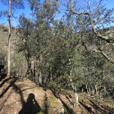 Occitanie Rando Randonnee Herault Camplong Arboretum Espaze 04