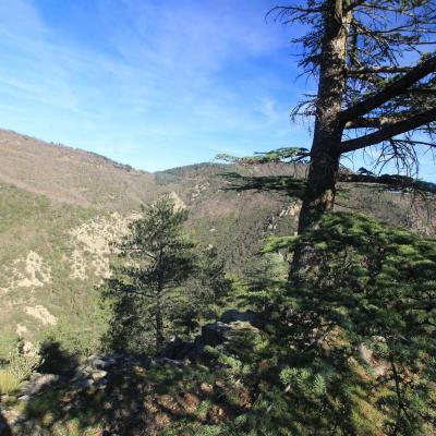 Occitanie Rando Randonnee Herault Camplong Arboretum Espaze 07