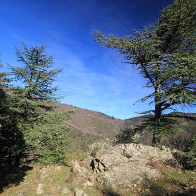 Occitanie Rando Randonnee Herault Camplong Arboretum Espaze 08