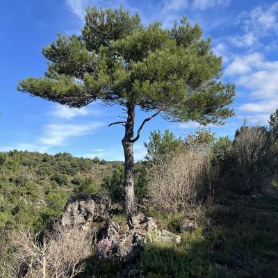 Occitanie Rando Herault Trekking Saint Guilhem Le Desert Roc Vigne 40