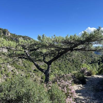 Occitanie Rando Herault Trekking Saint Guilhem Le Desert Roc Vigne 56