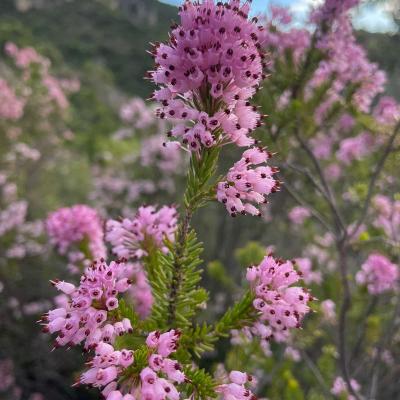 Occitanie Rando Herault Trekking Saint Guilhem Le Desert Roc Vigne 99