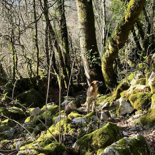Occitanie Rando Trekking Lauroux Roqueredonde Temple Bouddhiste 21
