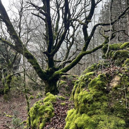 Occitanie Rando Randonnee Lauroux Corniche Foret Escandorgue 25