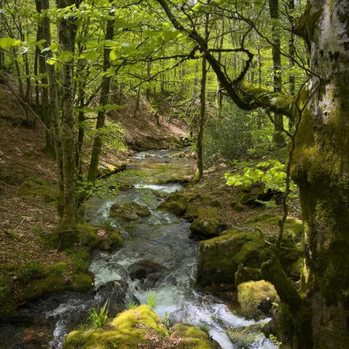 Occitanie Rando Rando Itinerante 3 Jours Lacaune La Salvetat Enfant Sauvage 112