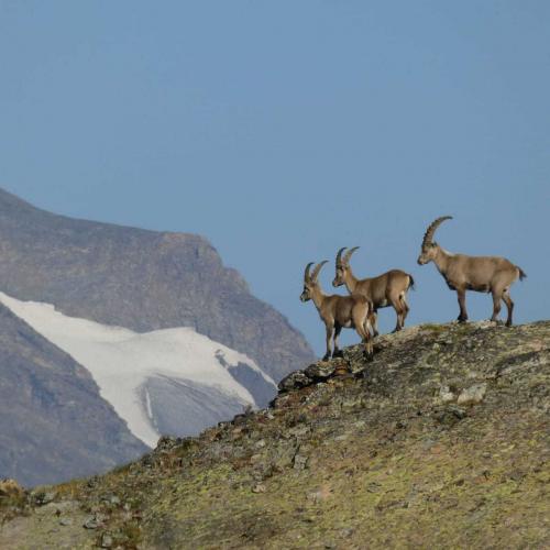Occitanie Rando Rando Itinerante Tour Mont Blanc Integral 11jours Bivouac Trek 03
