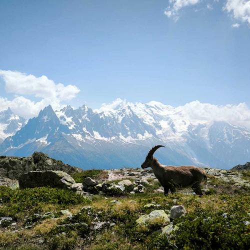 Occitanie Rando Rando Itinerante Tour Mont Blanc Integral 11jours Bivouac Trek 08