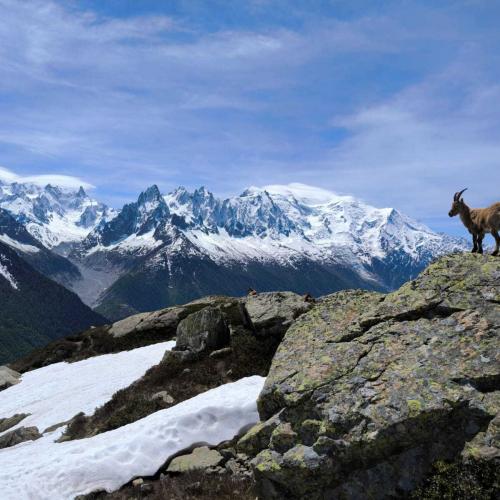 Occitanie Rando Rando Itinerante Tour Mont Blanc Integral 11jours Bivouac Trek 14