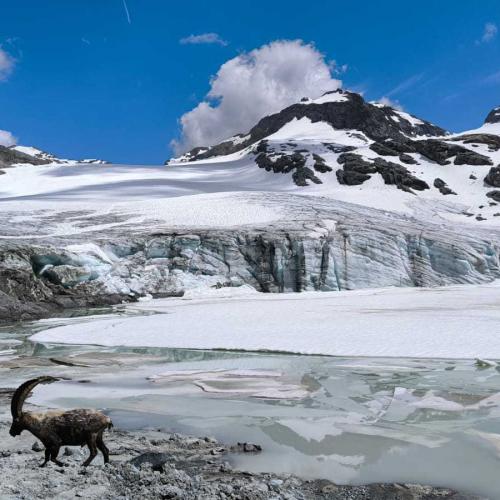 Occitanie Rando Rando Itinerante Tour Mont Blanc Integral 11jours Bivouac Trek 18