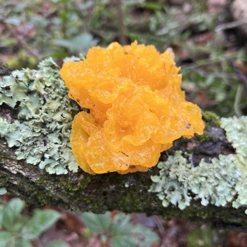 Occitanie Rando Bedarieux Pic Tantajo Roc Blanc 16