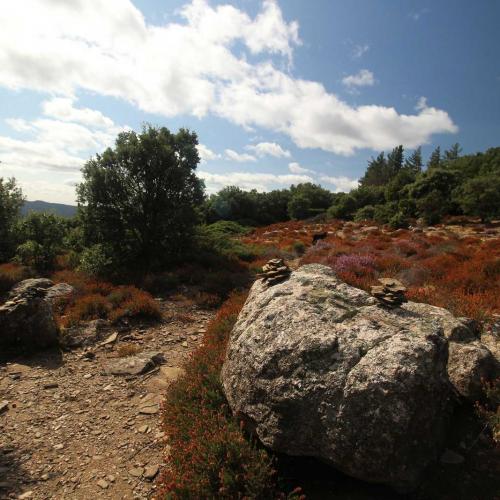 Occitanie Rando Randonnee Herault Combes Foret Ecrivains Combattants 07