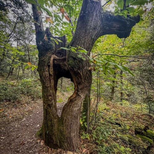 Occitanie Rando Trekking Graissessac Espaze Mine Monts Orb 09