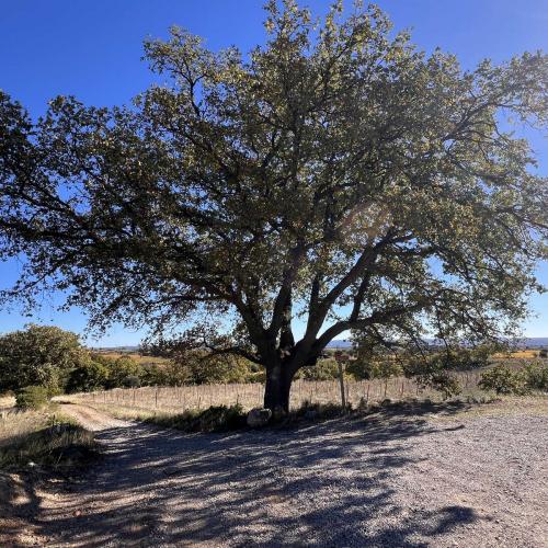Occitanie Rando Randonnee Herault Saint Saturnin Rocher Deux Vierges 94
