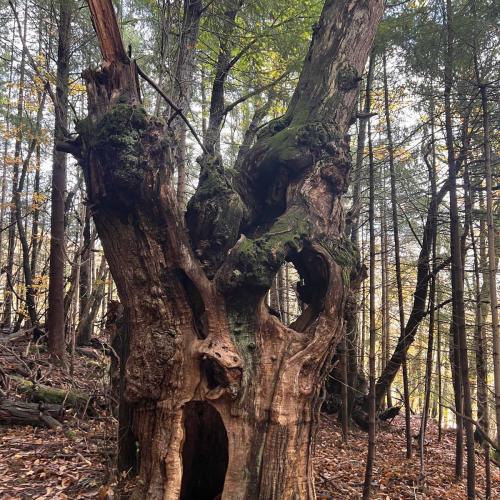 Occitanie Rando Trekking Saint Gervais Sur Mare Croix De Marcou 12