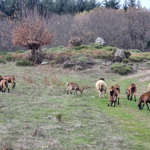 Occitanie Rando Randonnee Herault Saint Gervais Sur Mare Banissous 53